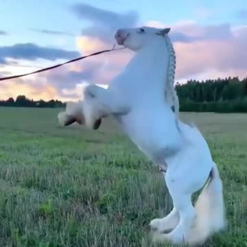 Horse amazing shorts video #shorts #shortsfeed #shortsvideo #shortsvideoviral #shortsyoutube