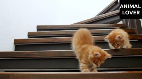 TWO CATS ARE TRYING TO CATCH A TOY IN A FUNNY WAY