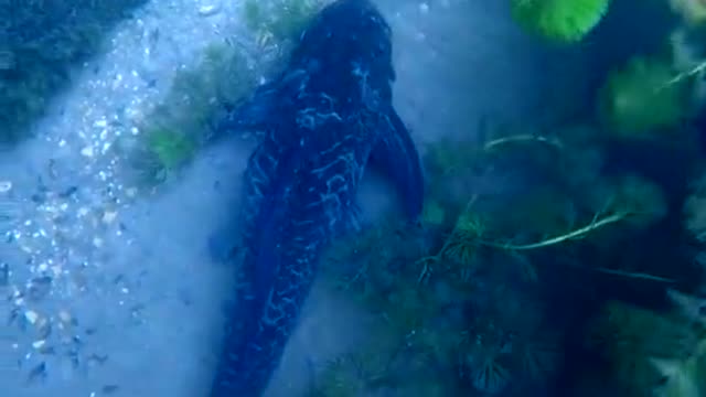 Clean up the underwater garbage and protect the marine natural environment.#13