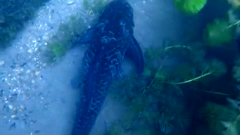 Clean up the underwater garbage and protect the marine natural environment.#13