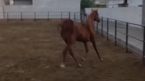 Horses video-funny big horses video