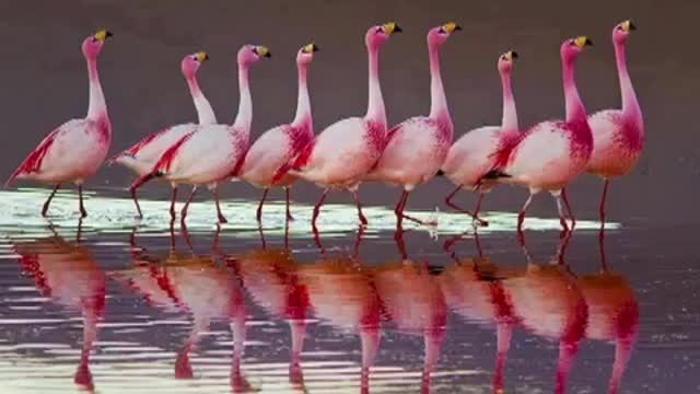 documentaire animal sauvage