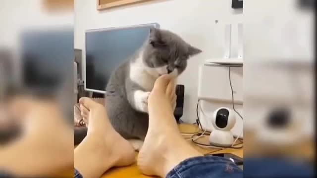 compilation #1 Funny cats videos