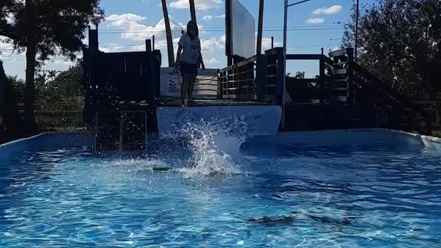 Beckett First time Dock Diving.