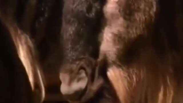 WILD ANIMALS HUNTING PREY COMPILATION RELAX FOR LIFE ​​​#27