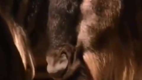 WILD ANIMALS HUNTING PREY COMPILATION RELAX FOR LIFE ​​​#27
