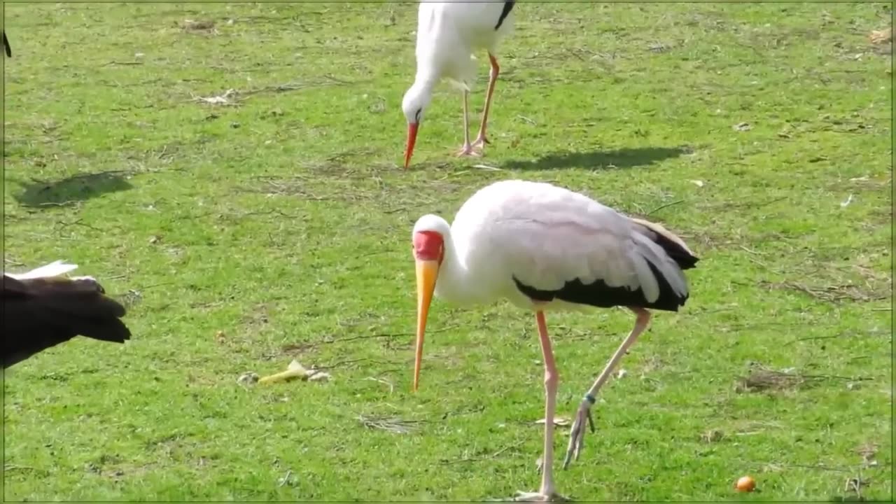 Ducks look beautiful with their fragrant feathers and speak in a melodious voice.