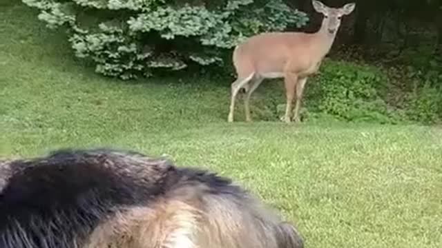 Too funny the deer looks at the dog like so what