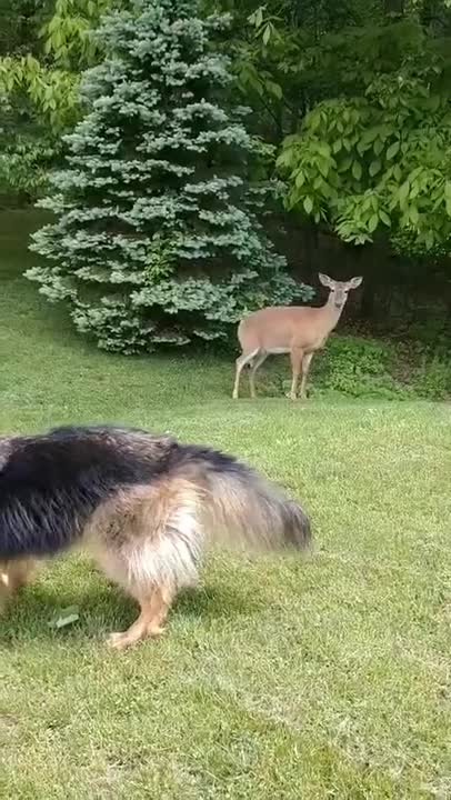 Too funny the deer looks at the dog like so what