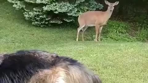 Too funny the deer looks at the dog like so what