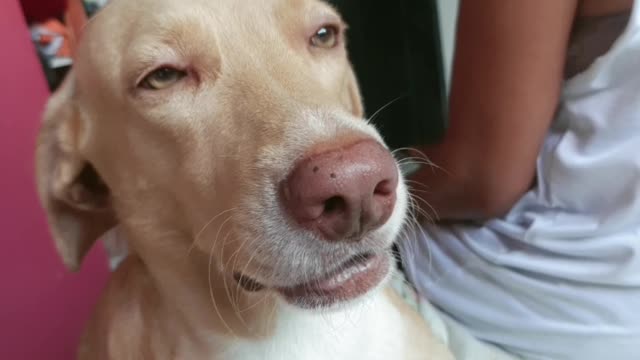 Meu cachorro