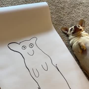 Dogs puppy very funny vide and dog guidelines book and clothes link in the discription