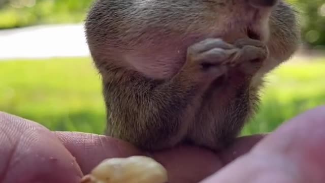 Fill the cheeks Squishy, fill the cheeks #fyp #animals #nature #cuteanimals #squishy #chipmunk