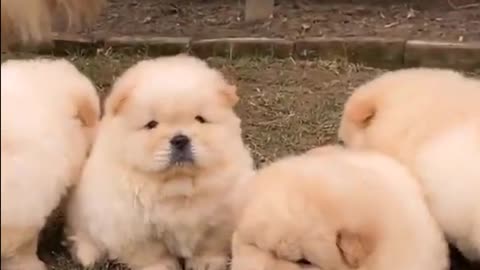 Cute and funny puppies playing😍