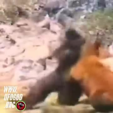 Bigfoot Vs. Bear 😆🤣😂