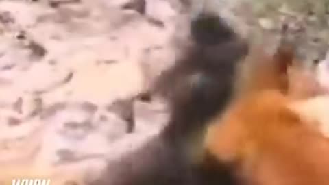 Bigfoot Vs. Bear 😆🤣😂