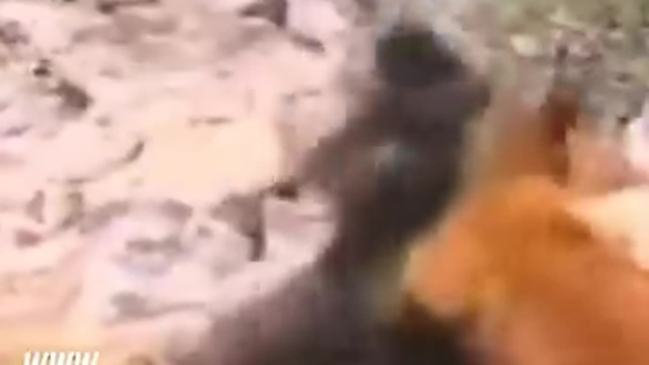 Bigfoot Vs. Bear 😆🤣😂