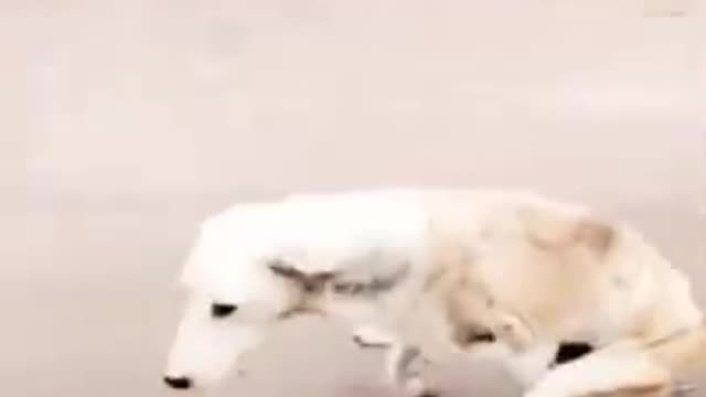 🐶Funny dog video 2021 its😂😂 time to laugh with dog 's life