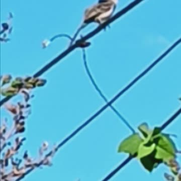 Mockingbird backyard