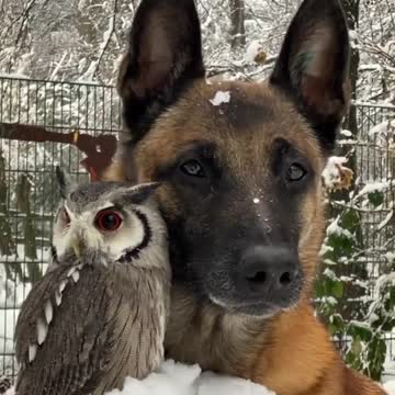 Cute, animals, dogs, puppies