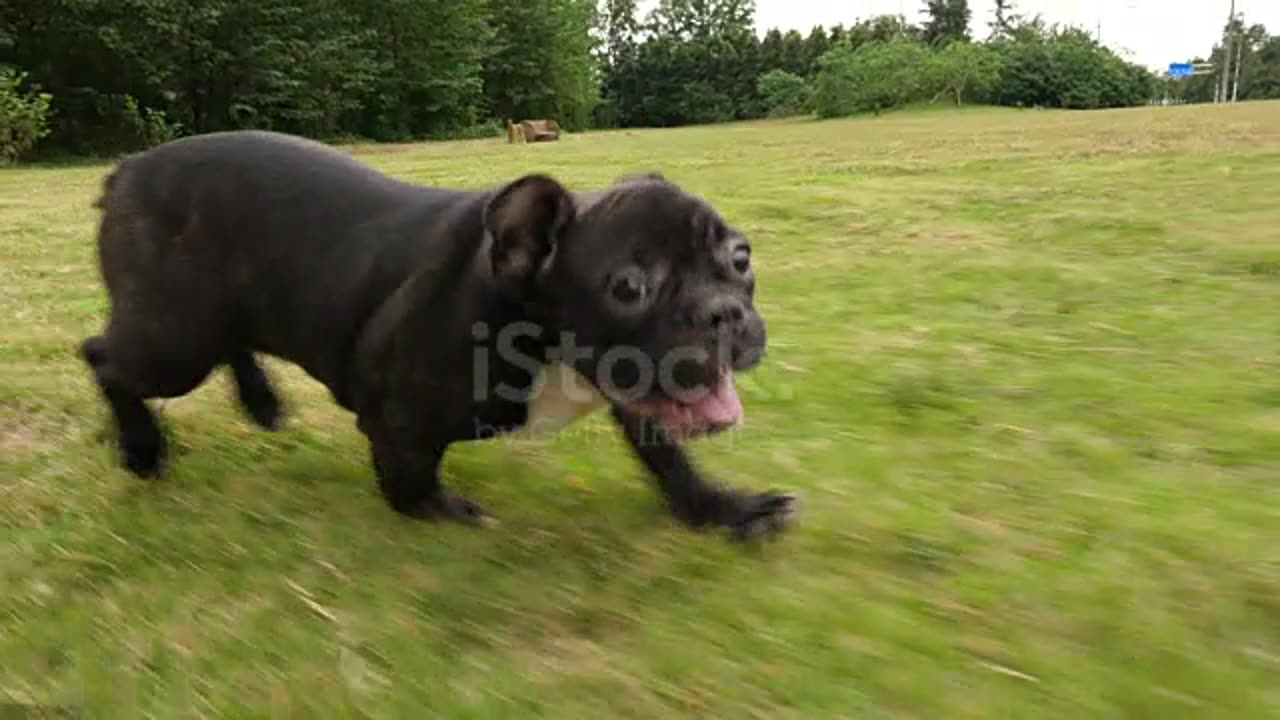 Cute🥰 dog running in the garden😍😍 for kids