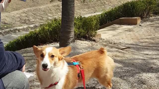 Welsh Corgi Walk