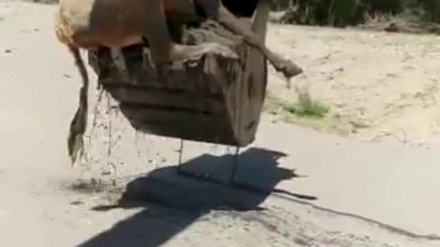 Rescuing a cow from a swamp.