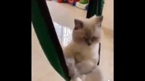 Funny Cats Video | Funny Pets video 2023