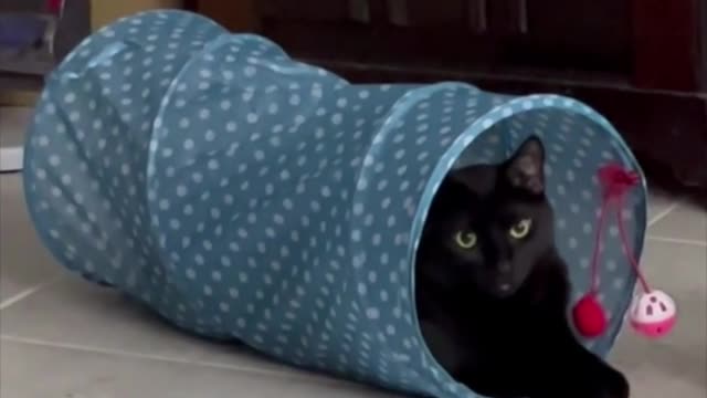 Adopting a Cat from a Shelter Vlog - Precious Piper in Cat Tunnel #shorts