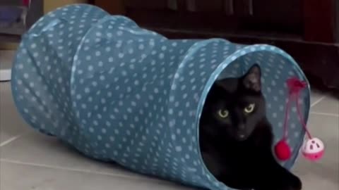 Adopting a Cat from a Shelter Vlog - Precious Piper in Cat Tunnel #shorts