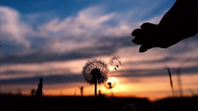 dandelion