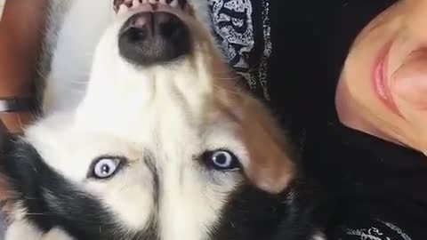 Husky dog on back growls when owner gets close to him