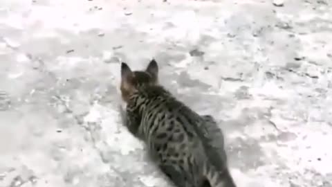 Cat fighting with cock
