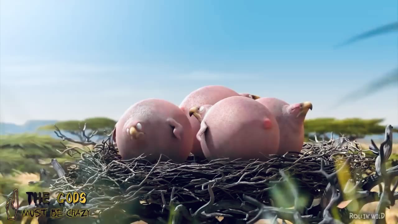amazing funny animals