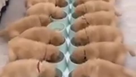 Dog eating food so Beautiful and cute puppies. Cute puppies eating food.