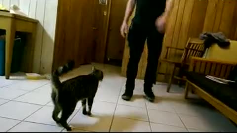 Cat following owners hand doing a bunch of jumps