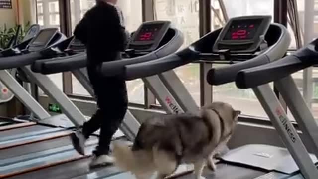 Athletic dog training with his trainer in gym