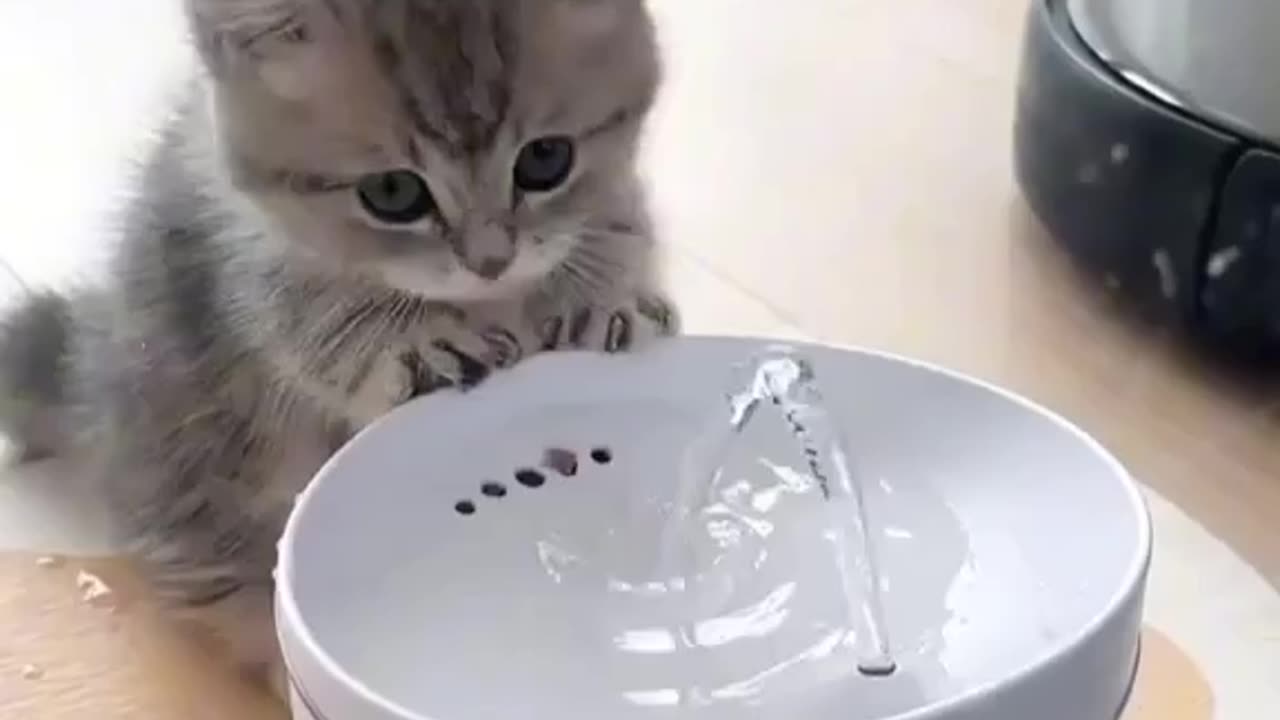 Baby cat drink water