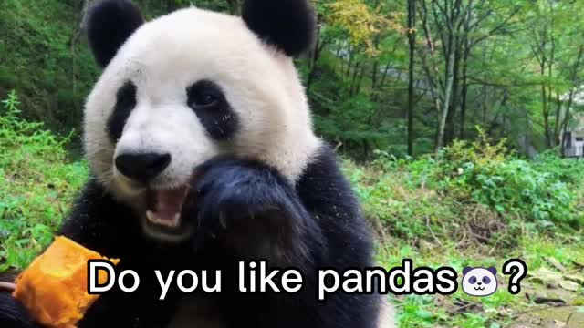 Do you like pandas?