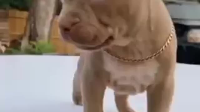 Pitbull Dog Transformation Videoš±