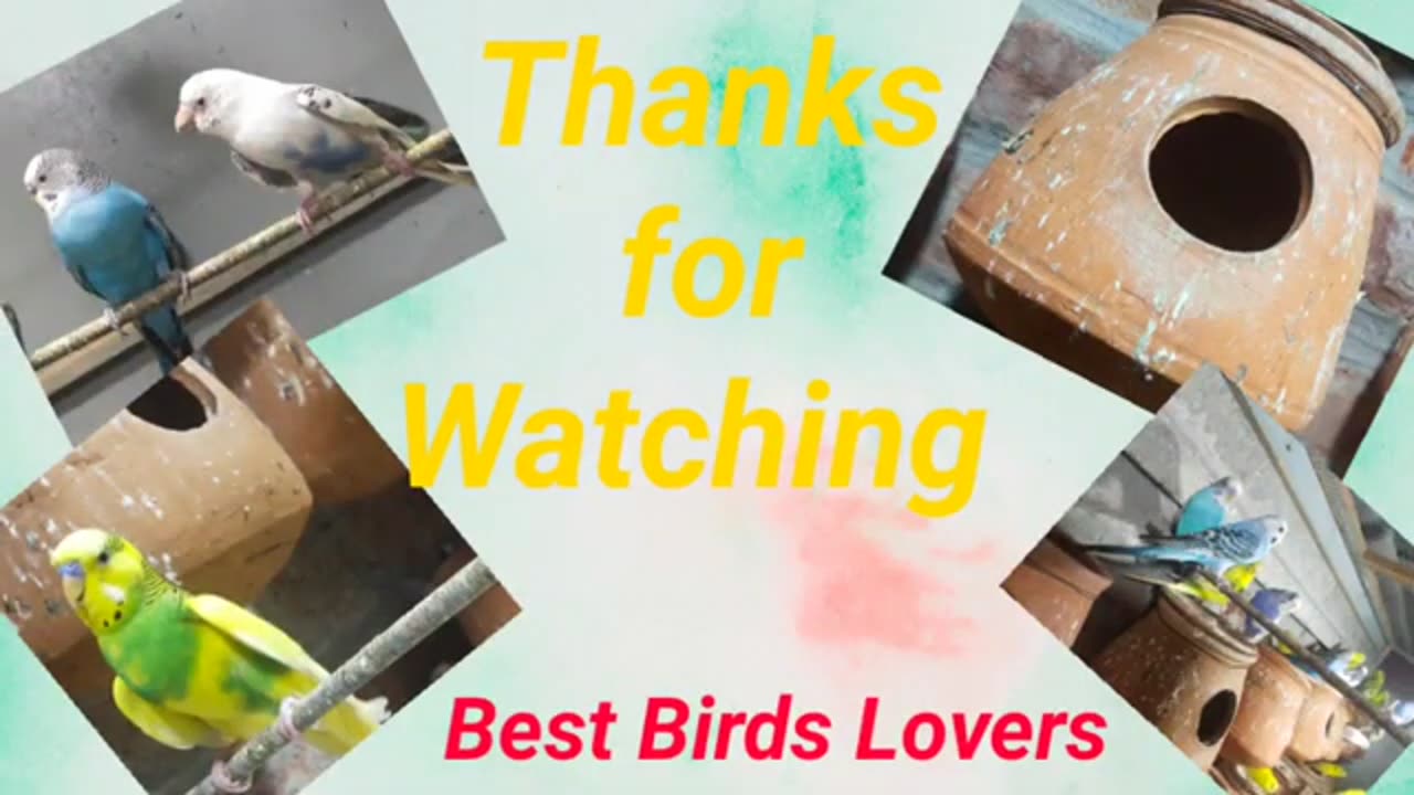 Natural Treatment for All Birds Diseases || Best Birds Lovers