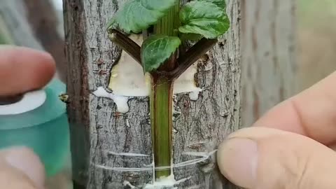 Flower making