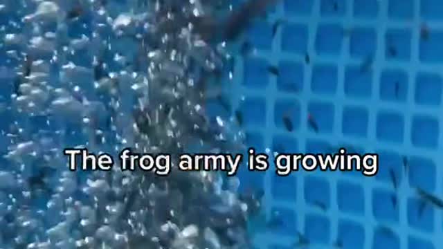 The Frog Birth Cycle