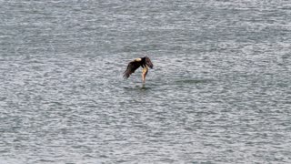 Bald Eagle Fishing in Mitwanga, 09.21.2021, The Fishin' Song, Jim Nolan & Dick Dunegan (12.29.1990)