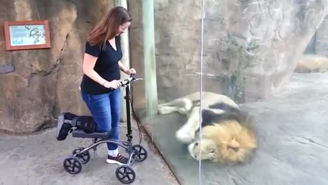 This Lion Really Wants Her Scooter | ORIGINAL VIDEO