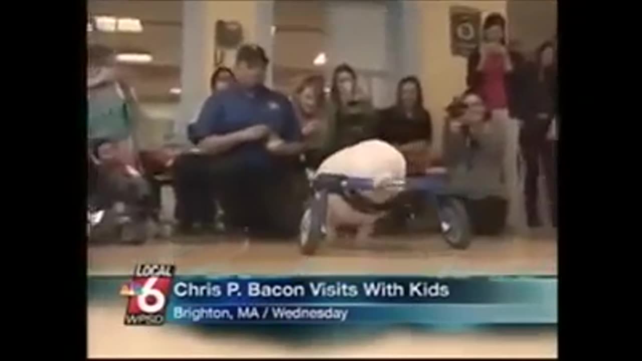 News anchor laughs uncontrollably about Chris P Bacon the pig