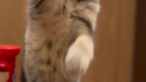 Funny and Cute Cats Video #93