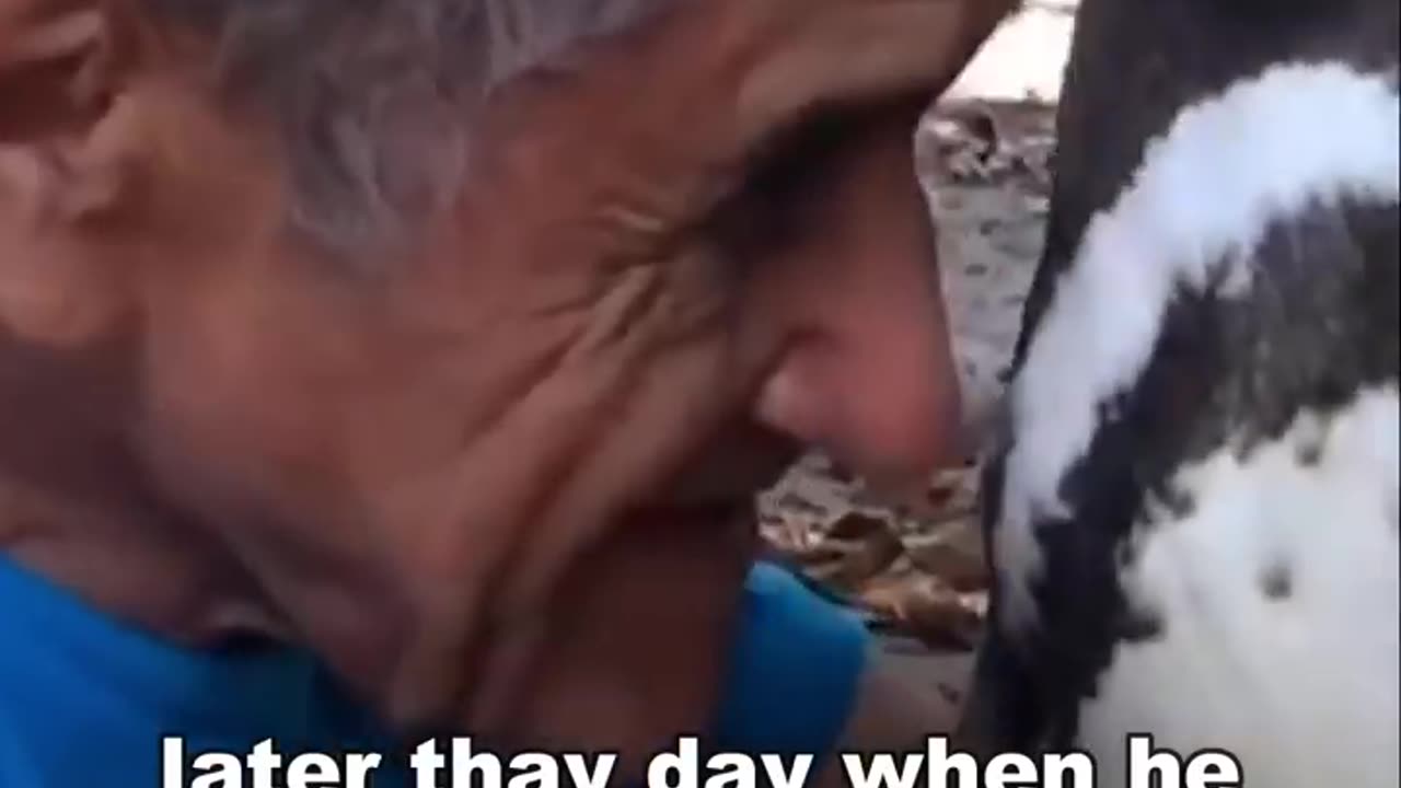 This Penguin Swim 5000 Miles To Meet This Man