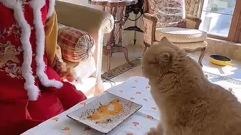 Funny video cat cooking 🙀