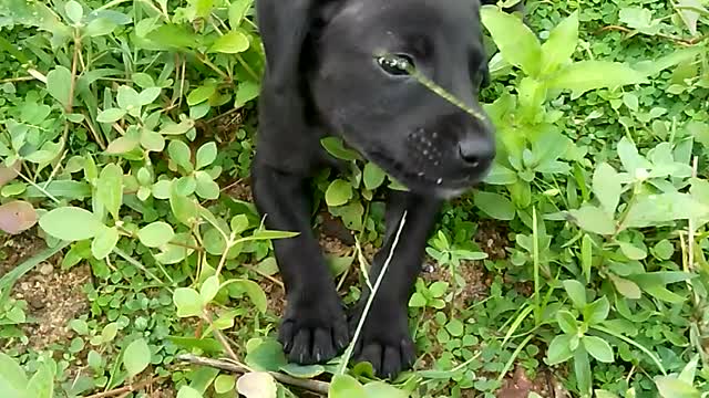 Cute Black Puppy